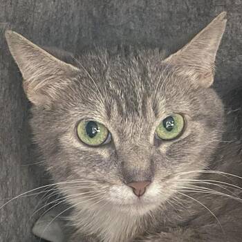 Rescue Tabby and Domestic Short Hair Cats for Adoption in Huntley, Illinois - Mary | PetCurious