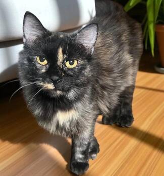 Mom of 7 -  Domestic Long Hair Cat for Adoption in Cromwell, Kentucky - Mom Of 7 | PetCurious