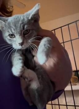 Leslie -  Domestic Short Hair Cat for Adoption in Reno, Nevada - Leslie | PetCurious