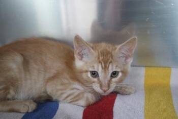 Emmett -  Domestic Short Hair Cat Available for Adoption in Brunswick, Georgia - Emmett | PetCurious