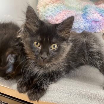Caviar -  Domestic Medium Hair Cat for Adoption in Puslinch, Ontario - Caviar | PetCurious
