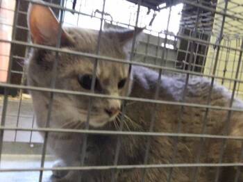 DOVE -  Domestic Short Hair Cat for Adoption in Tulsa, Oklahoma - DOVE | PetCurious