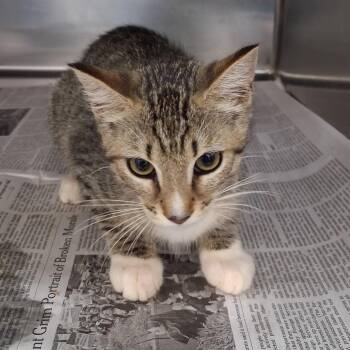 Paloma -  Domestic Medium Hair Cat for Adoption in Auburn, Alabama - Paloma | PetCurious