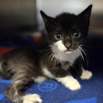 Moon Beam -  Domestic Short Hair Cat for Adoption in Windsor, Virginia - Moon Beam | PetCurious