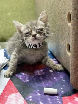 GEMINI -  Domestic Short Hair Cat for Adoption in Riverside, California - GEMINI | PetCurious