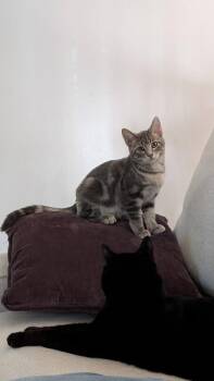 Giggles -  Tabby Cat for Adoption in Manhattan, Kansas - Giggles | PetCurious