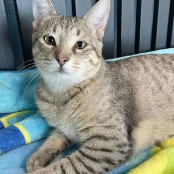 Domestic Short Hair Cats Available for Adoption in Orland Hills, Illinois - Kobi | PetCurious