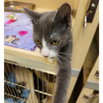 Rescue Tabby Cats for Adoption in Clarksville, Virginia - Robust | PetCurious