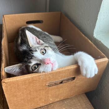 Domestic Short Hair Cats Available for Adoption - Andes | PetCurious