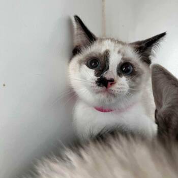 Anise -  Snowshoe Cat Available for Adoption in Oakland, California - Anise | PetCurious