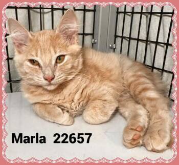 MARLA(ALSO SEE HAL& REGINA) -  Domestic Medium Hair Cat for Adoption in Marietta, Georgia - MARLA(ALSO SEE HAL& REGINA) | PetCurious