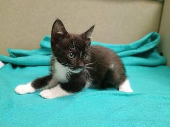 A553252 -  Domestic Short Hair Cat for Adoption in Moreno Valley, California - A553252 | PetCurious