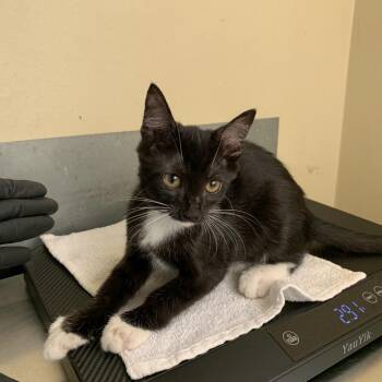 Yoko -  Domestic Short Hair Cat for Adoption in Pasadena, California - Yoko | PetCurious