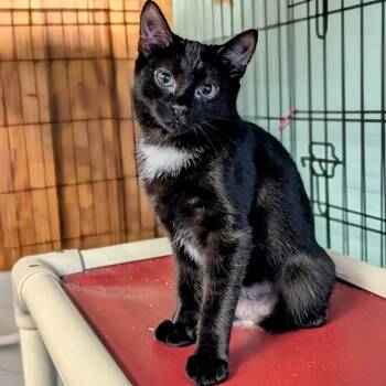Rescue Domestic Short Hair Cats for Adoption - Tinkerbell | PetCurious