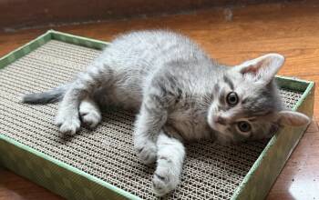 Domestic Short Hair Cats Available for Adoption in Williamsville, New York - Walter | PetCurious