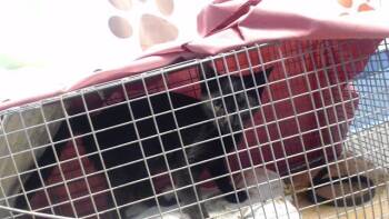 Domestic Short Hair Cats Available for Adoption - BINGO | PetCurious