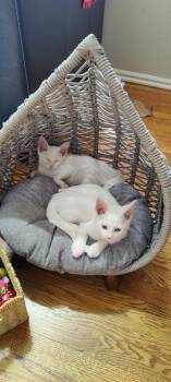 Domestic Short Hair Cats Available for Adoption in Lafayette, Colorado - Harper | PetCurious