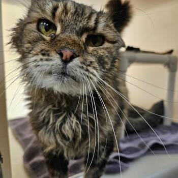 Simon -  Domestic Long Hair Cat for Adoption in Harrisonburg, Virginia - Simon | PetCurious