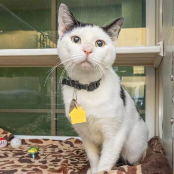 PORKCHOP -  Domestic Short Hair Cat for Adoption in St. Louis, Missouri - PORKCHOP | PetCurious