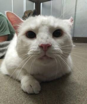 Domestic Short Hair Cats Available for Adoption in Palm Coast, Florida - Radar | PetCurious