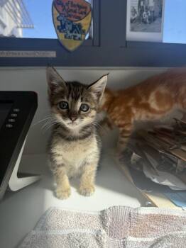 Sammie -  Domestic Short Hair Cat for Adoption in Berkeley, California - Sammie | PetCurious