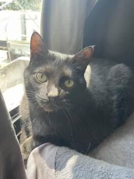 Eden -  Domestic Short Hair Cat for Adoption - Eden | PetCurious