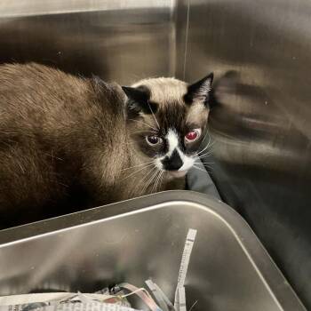 Smithsonian -  Domestic Short Hair Cat for Adoption in Philadelphia, Pennsylvania - Smithsonian | PetCurious