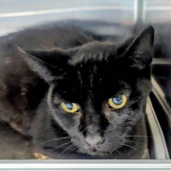 Domestic Short Hair Cats Available for Adoption in Pensacola, Florida - ZEPHREY | PetCurious