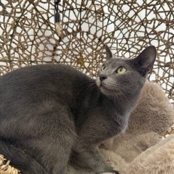 Rescue Domestic Short Hair and Russian Blue Cats for Adoption in Boca Raton, Florida - Noelle | PetCurious