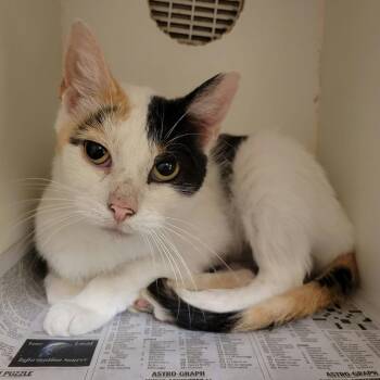 Luna Tuna -  Domestic Short Hair Cat for Adoption in Columbia, Missouri - Luna Tuna | PetCurious