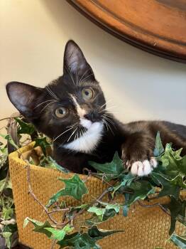 Spade -  Tuxedo Cat for Adoption in Taylor, Michigan - Spade | PetCurious