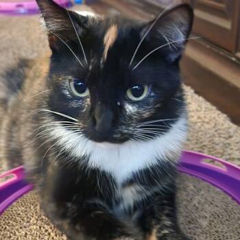 Rescue Domestic Short Hair Cats for Adoption in Sioux Falls, South Dakota - Beanz | PetCurious