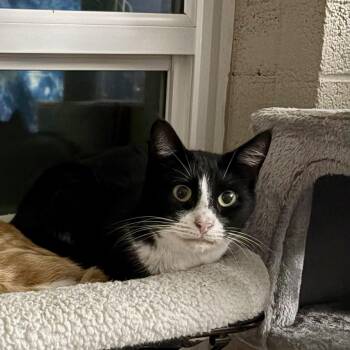Tuxedo -  Domestic Short Hair Cat for Adoption in Baytown, Texas - Tuxedo | PetCurious