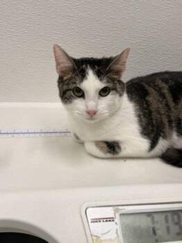 Domestic Short Hair Cats Available for Adoption in West Chester, Pennsylvania - Caspian | PetCurious