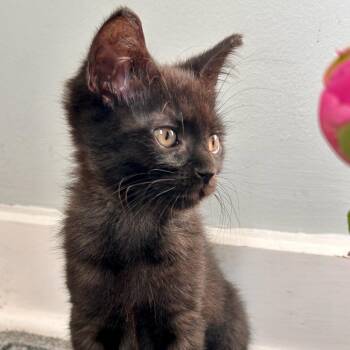 Novel -  Domestic Short Hair Cat Available for Adoption in Evanston, Illinois - Novel | PetCurious