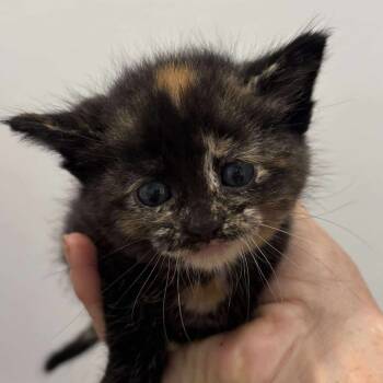 Rescue Domestic Medium Hair Cats for Adoption in Spring Hill, Kansas - Xayden | PetCurious