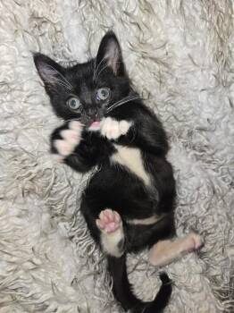Hippo -  Domestic Short Hair Cat for Adoption in Millcreek, Utah - Hippo | PetCurious