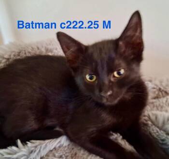 Rescue Domestic Short Hair Cats for Adoption in Batavia, New York - Foster Batman | PetCurious