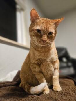 Domestic Short Hair Cats Available for Adoption in Fort Collins, Colorado - Floyd | PetCurious