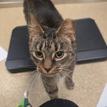 Scribble -  Domestic Short Hair Cat for Adoption in Bristol, Indiana - Scribble | PetCurious