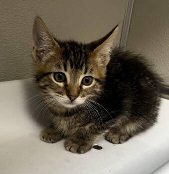 Domestic Medium Hair Cats Available for Adoption in Tracy, California - WALTER | PetCurious