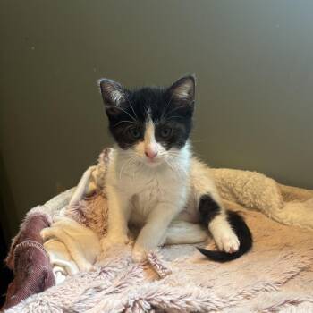 Gamora -  Domestic Short Hair Cat for Adoption in Chaska, Minnesota - Gamora | PetCurious