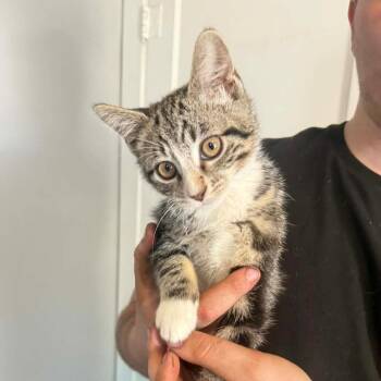 Domestic Short Hair Cats Available for Adoption in Dekalb, Illinois - Max | PetCurious