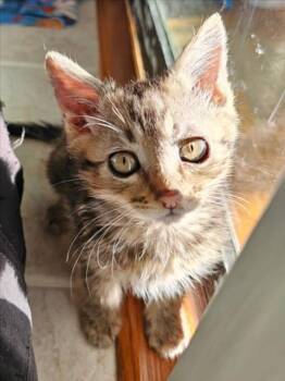 *HAMISH -  Domestic Short Hair Cat for Adoption in Woodland, California - *HAMISH | PetCurious