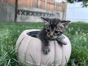 Jerry -  American Shorthair Cat for Adoption in Florham Park, New Jersey - Jerry | PetCurious