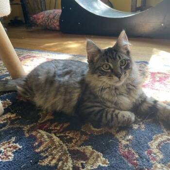 Tova -  Domestic Medium Hair Cat for Adoption in Greenwood, Missouri - Tova | PetCurious