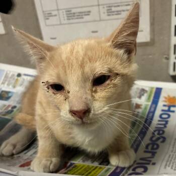 Ed -  Domestic Short Hair Cat for Adoption in Yuma, Arizona - Ed | PetCurious