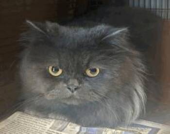 Willi -  Persian and Russian Blue Cat for Adoption in Ruskin, Florida - Willi | PetCurious