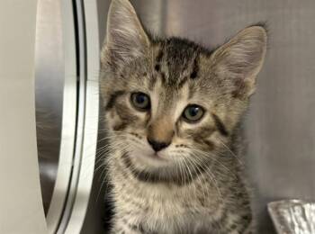 POSEIDON -  Domestic Short Hair Cat for Adoption in Tustin, California - POSEIDON | PetCurious
