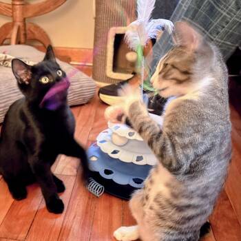 Ozzie and Thumper (bonded pair, reduced adoption fee) -  Domestic Short Hair Cat for Adoption in Melrose, Massachusetts - Ozzie And Thumper (bonded Pair, Reduced Adoption Fee) | PetCurious